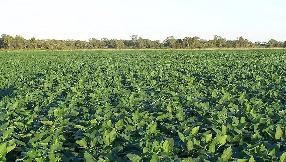 CÁLCULOS. Estados Unidos redujo en 500.000 toneladas la proyección de cosecha de soja en la Argentina.