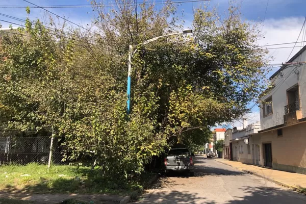 Cartas de lectores I: árboles sin podar