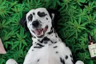 Piden legalizar el tratamiento con cannabis para animales: cuáles son los beneficios