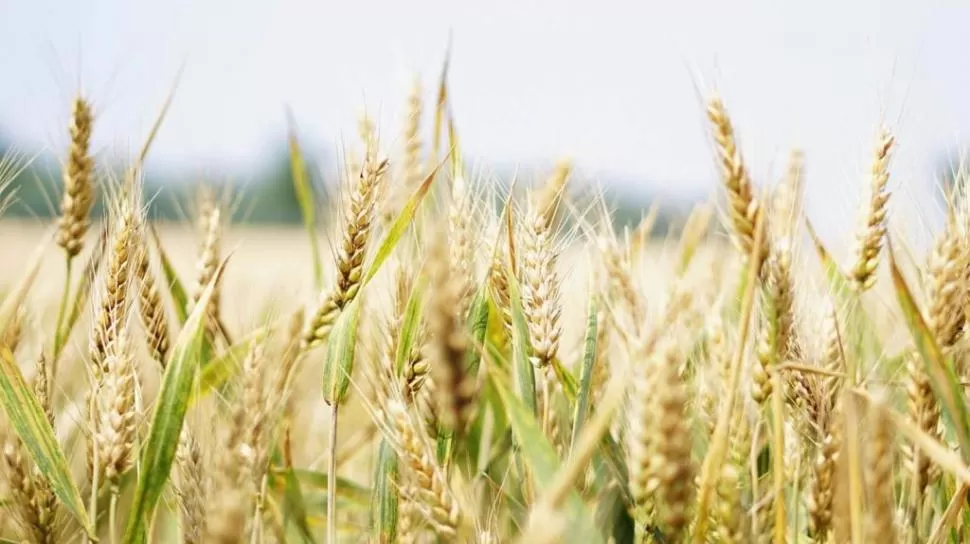 CÁLCULO. La Bolsa de Comercio de Rosario estima que se sembrarán 6,7 millones de hectareas de trigo este año. 