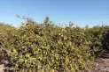 Productores de limón dicen que hay plantaciones que se perdieron