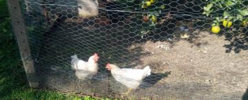 ¿Las gallinas vuelven a los hogares tucumanos?