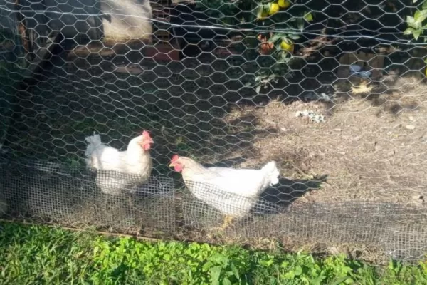 ¿Las gallinas vuelven a los hogares tucumanos?