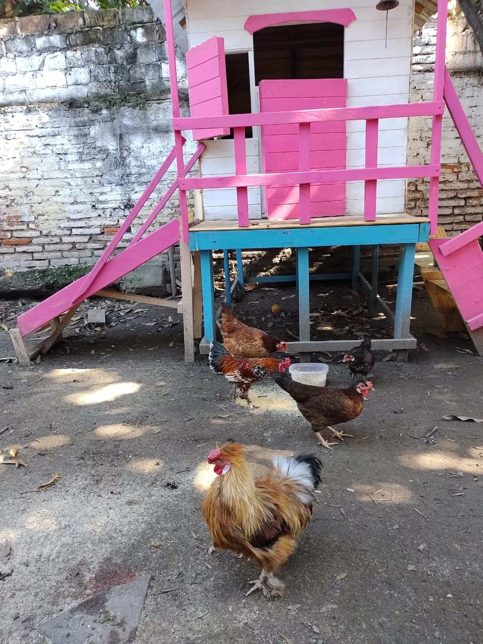 COMO REINAS. En lo de Paula, las gallinas tienen un espacio privilegiado. 