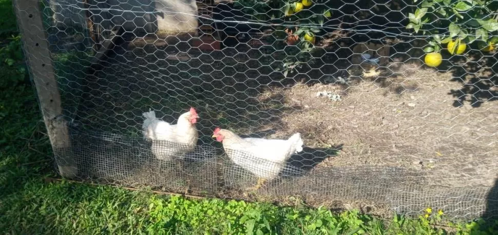FRESCOS. Con los cuidados correctos, cada gallina puede poner entre cuatro o cinco huevos por semana. 