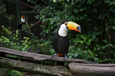 La pandemia afectó los proyectos de conservación de animales