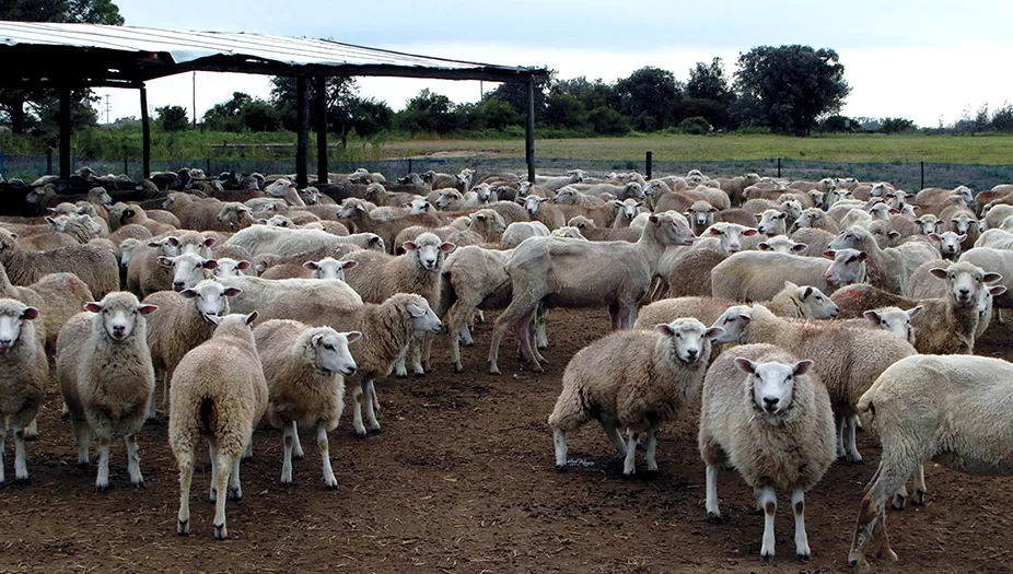 ECONOMÍA REGIONAL. Avanza en el Senado un proyecto de ley que busca incentivar la ganadería ovina y de llamas.