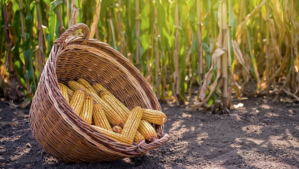 CULTIVOS. Estados Unidos: avanza a buen ritmo la siembra de soja, maíz y trigo.