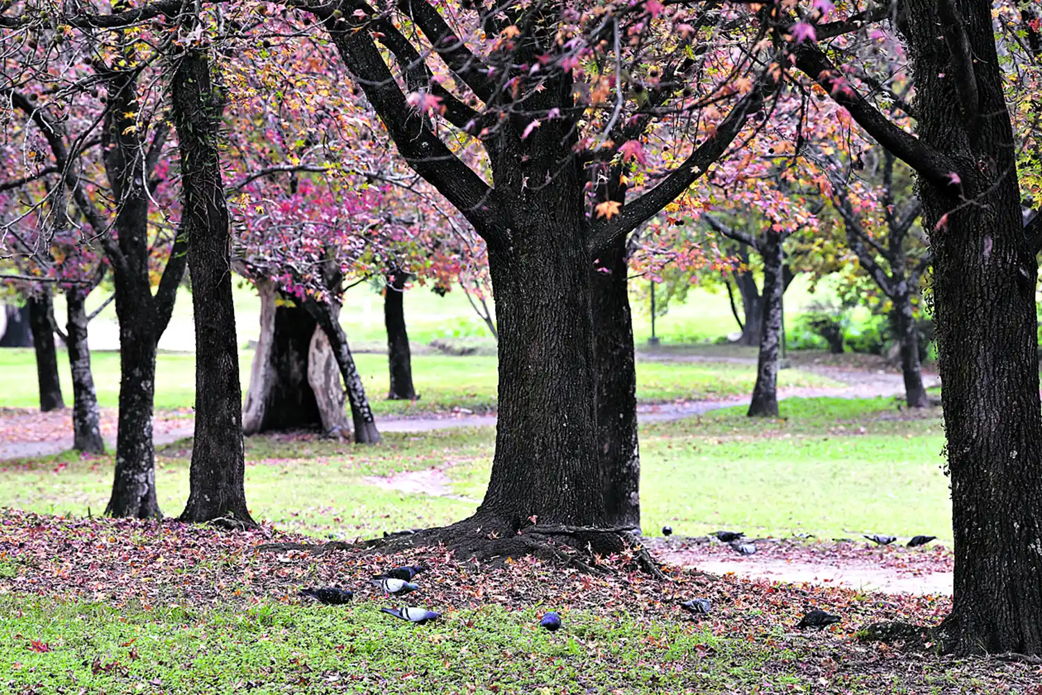 PARQUE GUILLERMINA I. La zona sureste añora la gente de otrora.