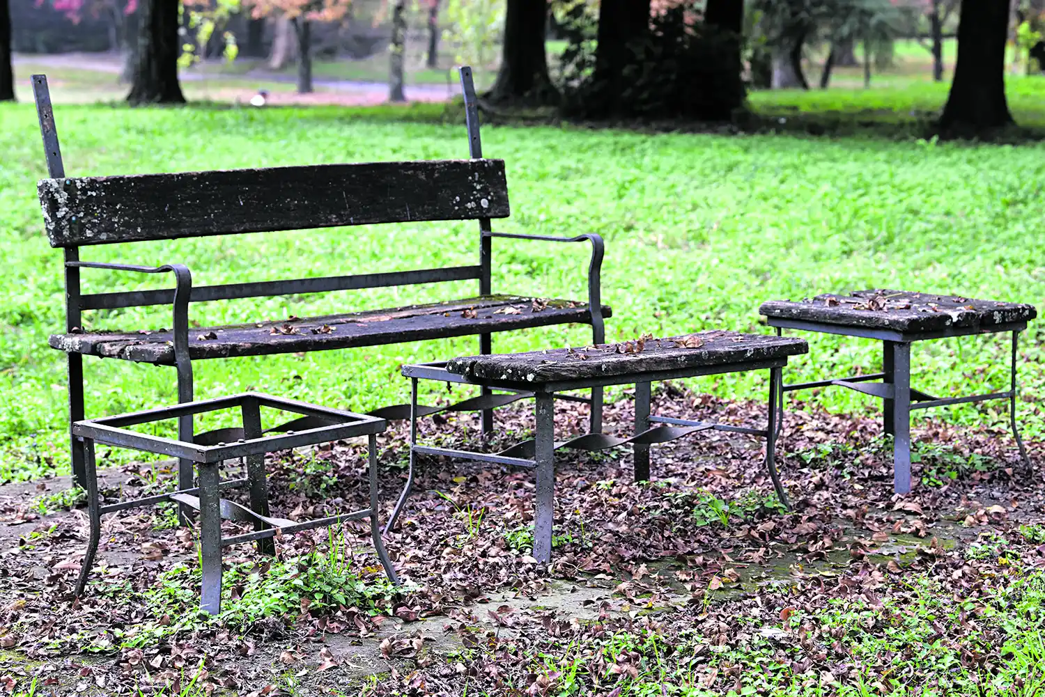 PARQUE GUILLERMINA II. Los árboles del camino serpenteante.