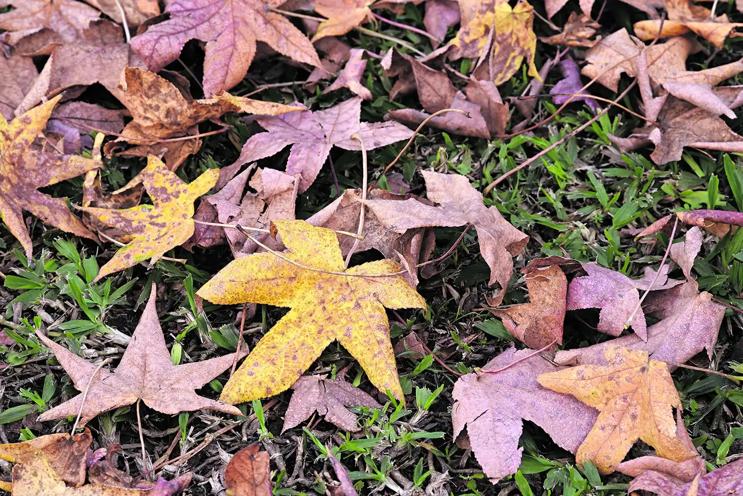 EL ADIÓS Y UN DEJO DE  ESPERANZA. Hojas caídas en la avenida Perón de Yerba Buena.