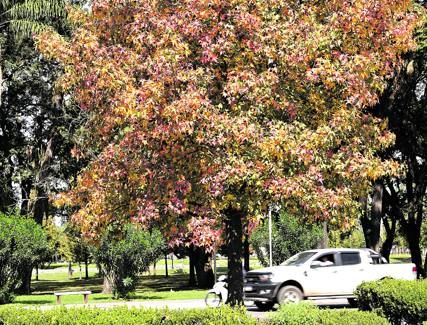 PARQUE 9 DE JULIO. Dorados y verdes luchan por el dominio visual.