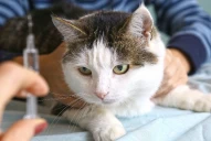 Tras un caso de muerte por rabia humana, se encienden las alarmas en Tucumán