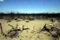 La preocupación por la crisis ambiental aumentó casi 700% entre 2016 y 2020