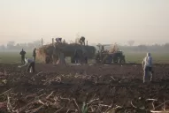 Caña: aspectos a atender al momento de la plantación