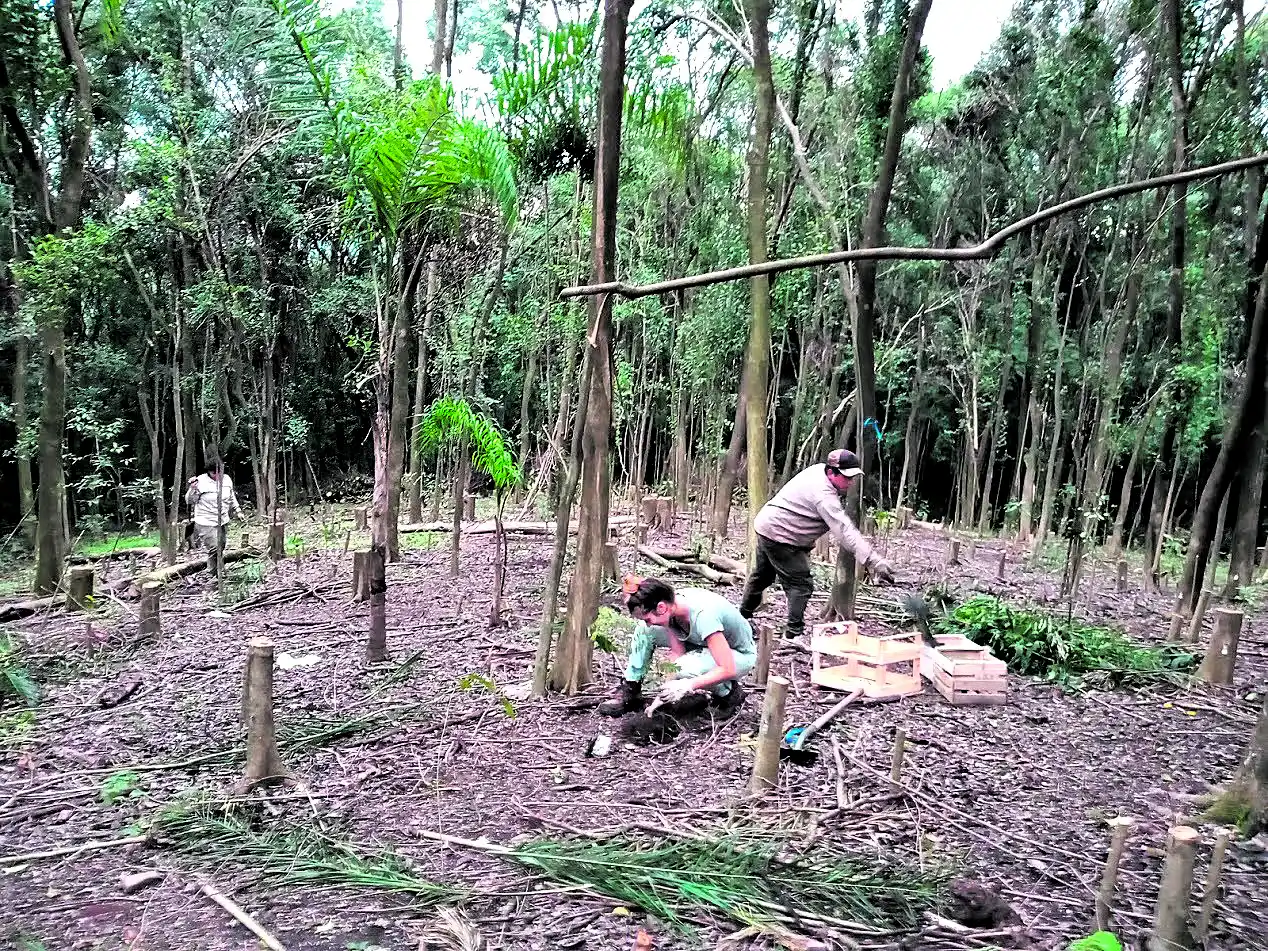 Siempreverde: a la carga contra el ligustro invasor