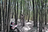 Siempreverde: a la carga contra el ligustro invasor