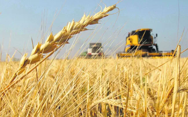 ÁREA. El Gobierno estima que en esta campaña se sembrarán unas 7 millones de hectáreas con trigo en la Argentina. 