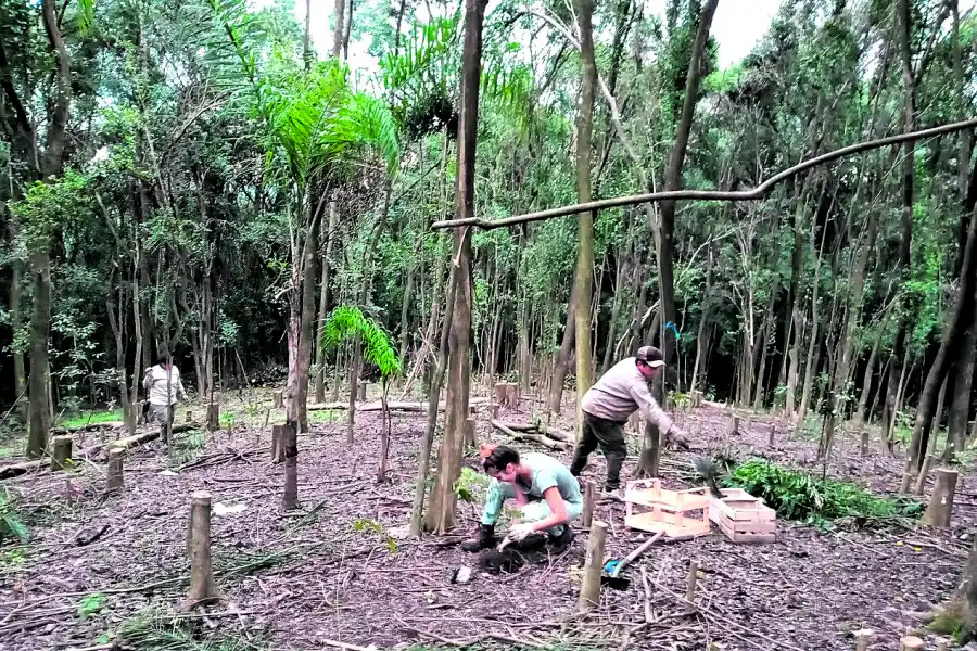 Siempreverde: a la carga contra el ligustro invasor