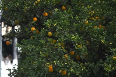 Si se mira hacia arriba, hay zonas de la capital donde el cielo es verde