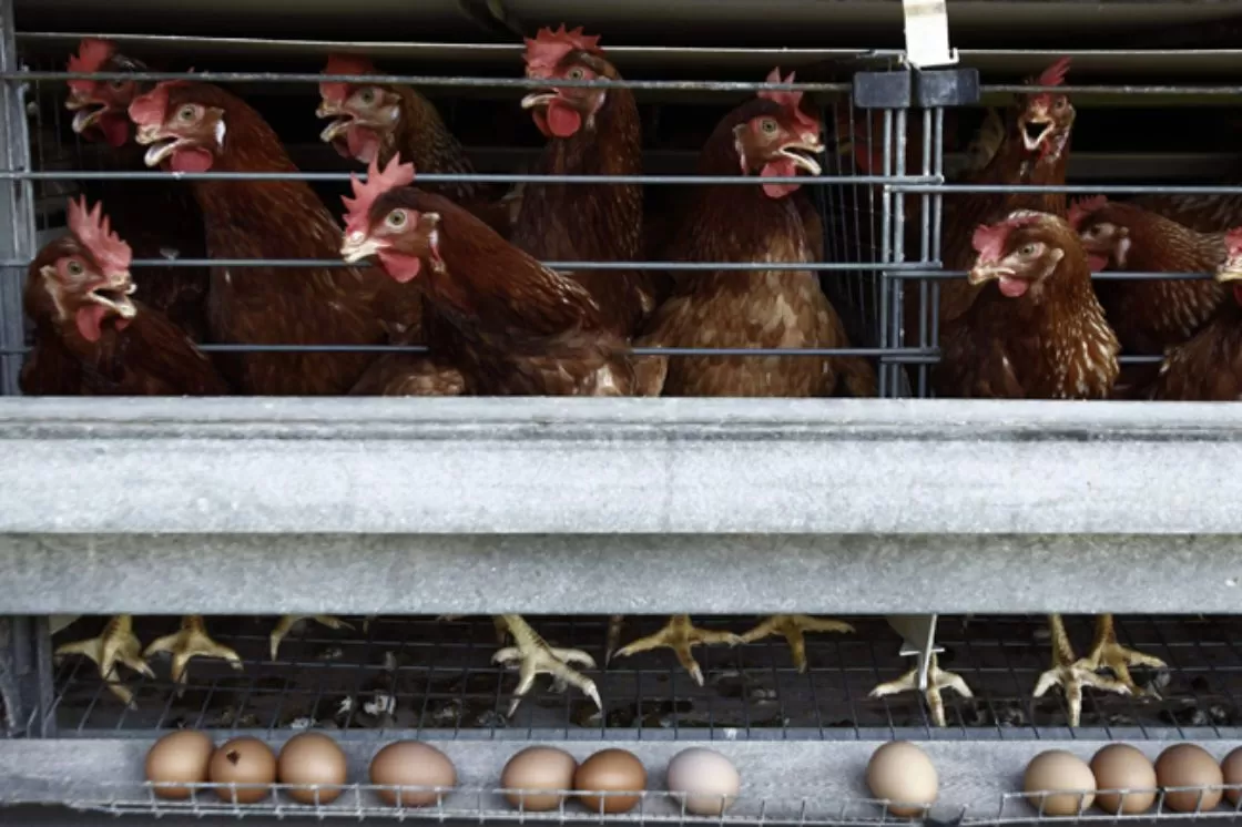 La gripe aviar puede resultar mortal para los humanos.