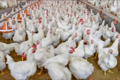 Autorizan a exportar carne aviar y suspenden 12 frigoríficos