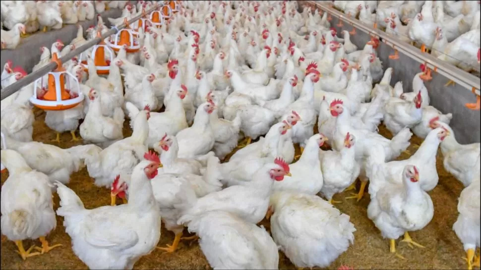 VÍA LIBRE. Los pollos argentinos tienen control de sanidad y calidad.  