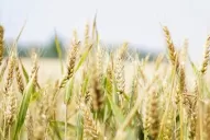 La siembra del trigo marcha con retraso, debido al clima