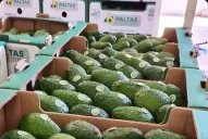 Compraron una finca con pocas paltas y ahora están por exportar