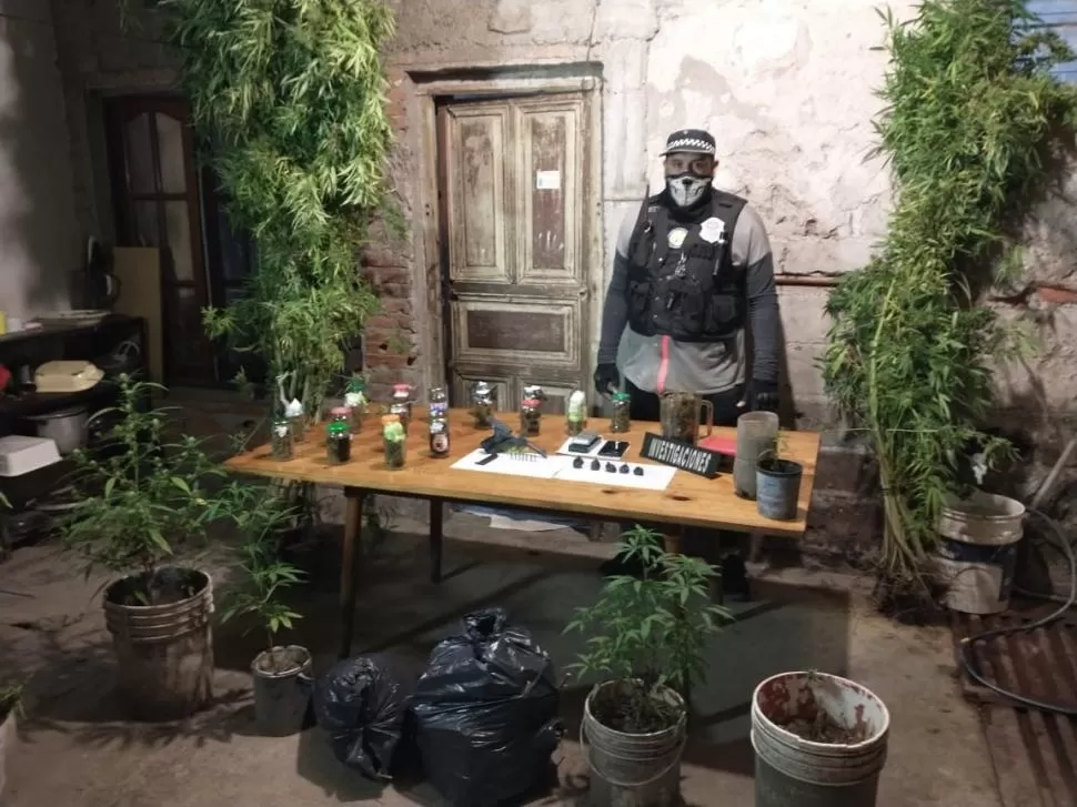 UN CENTRO DE ACOPIO. En un allanamiento por robo, la Policía encontró un lugar donde se producía y fraccionaba flores de marihuana. asdf asdfasdf