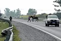 Acceso a la ciudad: cruces ilegales, oscuridad y descontrol