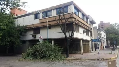 LO QUE NO SE DEBE HACER. El árbol debe conservar la arquitectura de su especie y no perder todas sus hojas. fotos pedro buiatti