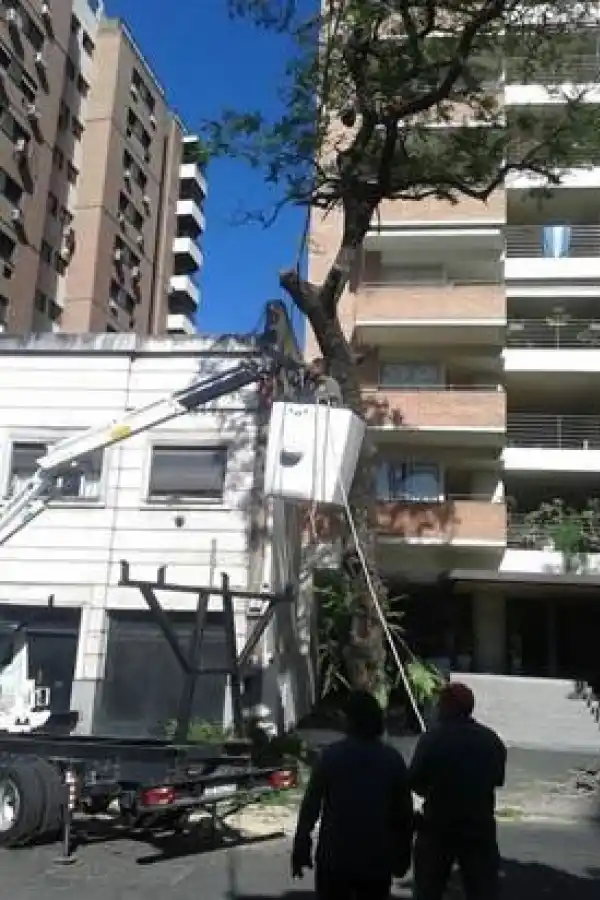 LOS RIESGOS. Este tipo de poda extrema reduce la vida del árbol. 