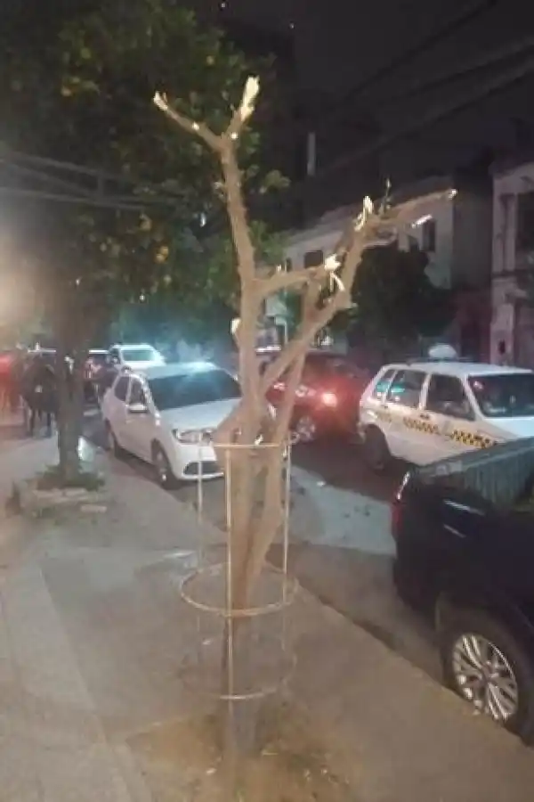 EN EXCESO. El ejemplar terminó “mutilado” por una poda mal hecha.