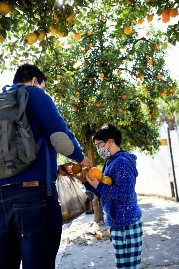 En el mes de la naranja agria, regalarán frutas en la plaza San Martín