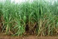 El ingenio Santa Bárbara se suma a la molienda, y se alista el San Juan