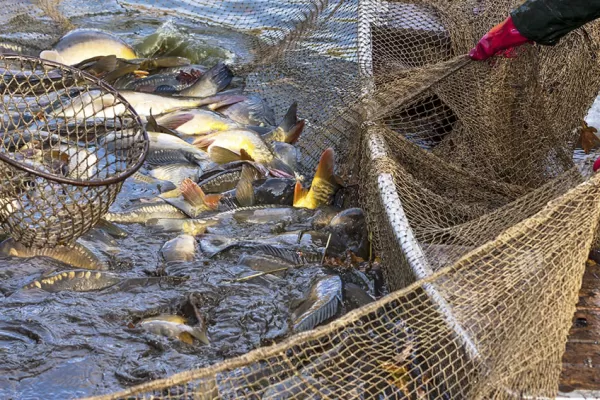 En marzo la actividad pesquera marcó un crecimiento de casi el 60% interanual