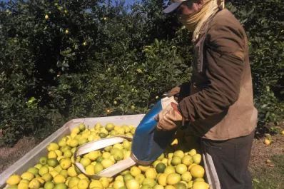 Planes sociales: productores tucumanos advierten que falta mano de obra para las cosechas