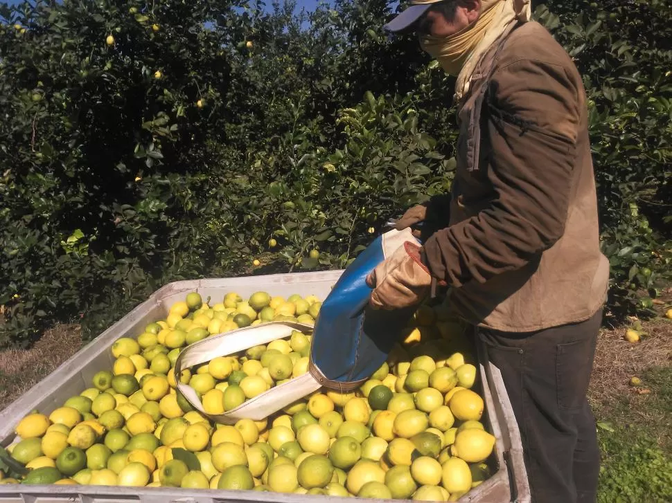 COSECHERO. Un trabajador, cubierto del sol, deposita limones en un cajón luego de la cosecha. la gaceta / foto de Osvaldo Ripoll 