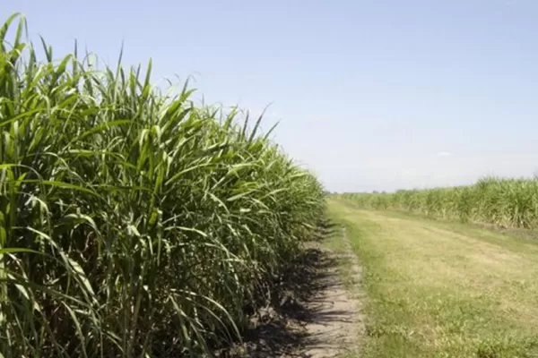 Biocombustibles: nuevos elementos para la futura ley