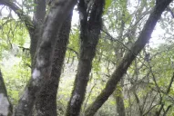 Los “Paisajes Productivos Protegidos” de ProYungas