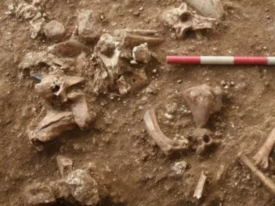 DESCUBRIMIENTOS. Los restos óseos encontrados en Israel.  