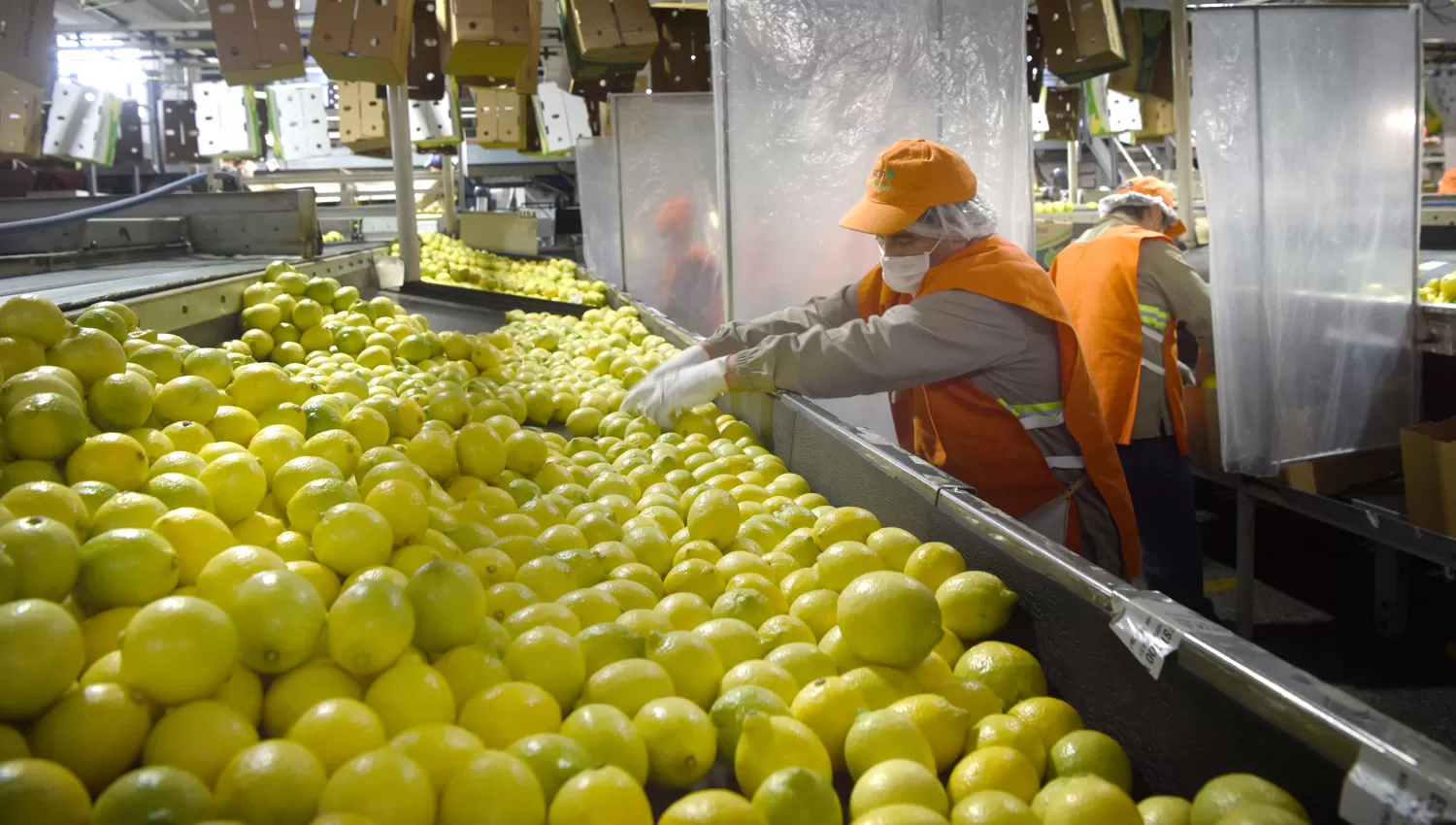 La industria del limón es una de las más importantes de la provincia y la región.