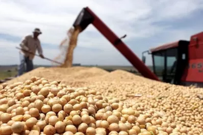 China podría reducir las importaciones de harina de soja