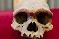 Hallan que un cráneo de 164.000 años fue de nuestro pariente evolutivo más cercano 