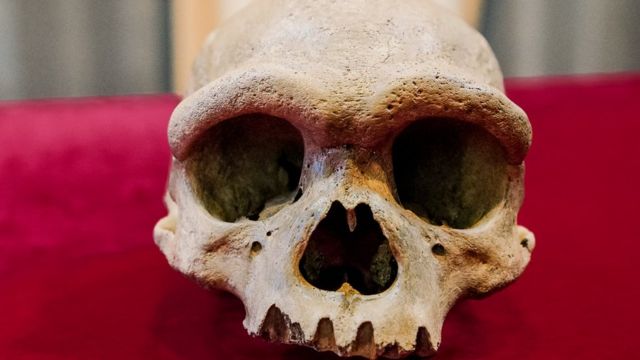 TAMAÑO. El cráneo puede haber albergado un cerebro similar al nuestro. 