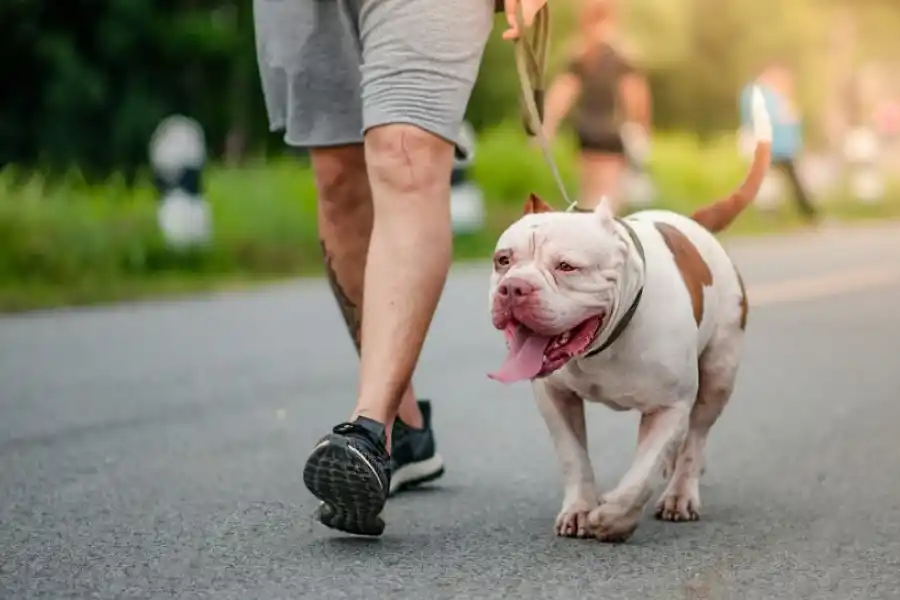 “Los dueños no suelen ser conscientes del potencial agresivo de sus perros”