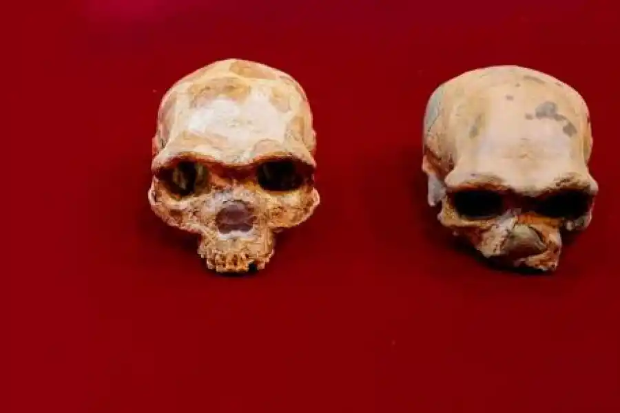 Aporte tucumano en la identificación del hombre dragón