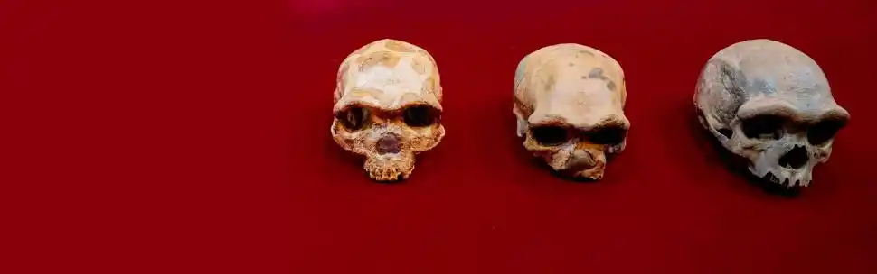 Aporte tucumano en la identificación del hombre dragón