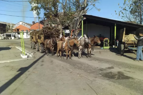 Como en la zafra “de antes”, llevan la caña en rastras tiradas por caballos